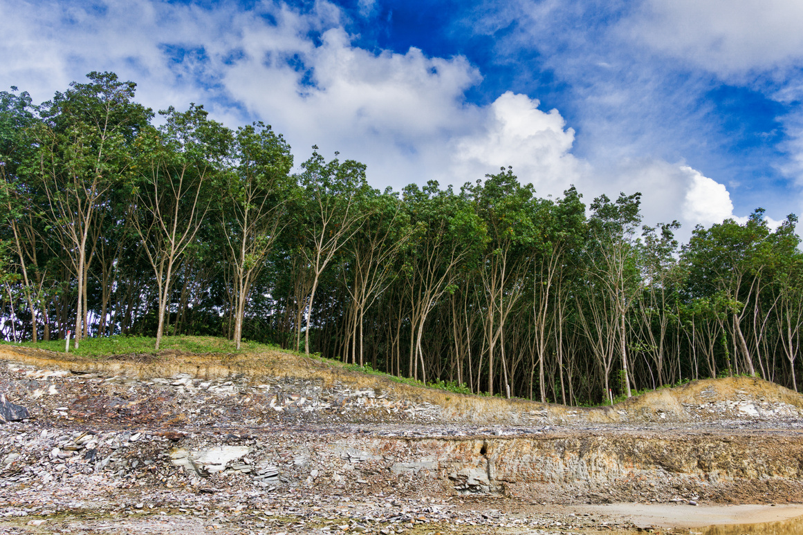 Deforestation land clearing rubber plantation environmental issue